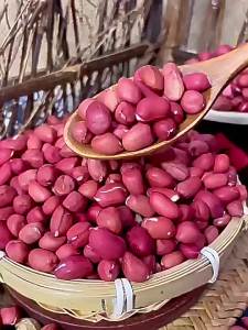 Organic Blood-enriching Red-skinned Peanut Seeds