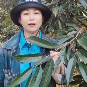 17 พลัส 17Plus ไม้สด ปรับดิน เร่งราก เร่งยอด ยอดยาว ใบใหญ่ ใบหนา สีเข้ม สมบูรณ์ สร้างใบ สะสมอาหาร