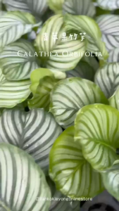 TKL - Calathea Orbifolia/Rotundifolia Fasciata/Calathea Fasciata 青苹果竹芋/彩苹果竹芋/红苹果竹芋