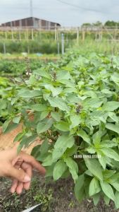 Hạt giống Quế Lá To Húng Quế RADO 25 Túi 10g(~5000 hạt) Thu hoạch nhiều lần | Hạt giống Rạng Đông