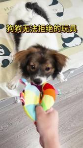 2025 Dog Plush Frisbee Sound Toy Corgi Self-Hi Relieving Stuffy Border Collie Golden Retriever Consumes Physical Strength Color Frisbee