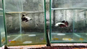 samurai FOR AQUARIUM DECORATION FOR TANKS AND BOWL