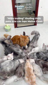 Pate snappy tom premium trái cây 70gr cho mèo - T3 PETS SHOP
