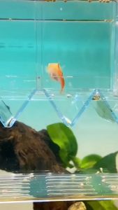 "Hoàn tiền đến 10%" LỒNG ẤP CÁ 7 MÀU ĐẺ CỠ NHỎ 6x10x13cm