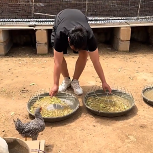 Chicken Feeder Bowl Poultry Feed Tray Rustproof Metal Cover Durable Plastic Pan for ChickenDuck Goos