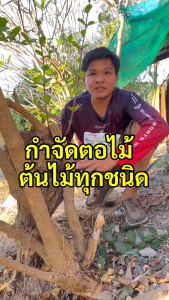 รากไม้เน่า500g ยาฆ่าต้นไม้ใหญ กำจัดวัชพืชและกอไทรียกำจัดต้นไม้ สร้างมาเพื่อฤดูฝน ยาฆ่าต้นไผ่ ยาฆ่าตอต้นไม้ แค่โรยเพียงเล็กน้อย กำจัดวัชพืชเปิดที่รกราง ผงกําจัดหญ้าและวัชพืช ยากำจัดต้น สารกำจัดกอไผ่ ฆ่าหญ้าแบบผงโรย ยาฆ่าต้นไม้ใหญ่ตายยันราก