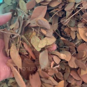 ใบก้ามปูแห้ง (950 กรัม) ใบก้ามปู100%ใบก้ามปูล้วน (กรุณาสั่งสินค้าไม่เกิน 7 ถุง/ 1 ออเดอร์นะคะ)