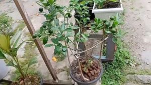 AB Plant Bibit Jeruk Santang Madu Hijau Asli Kondisi Sudah Berbuah Lebat Super Manis Cangkok