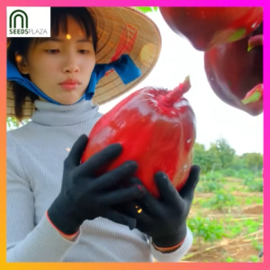 SeedsPLAZA™ - Legit Red Papaya Seeds (High Germination 20 Seed) Imported from Vietnam | Fast Growing Red Lady