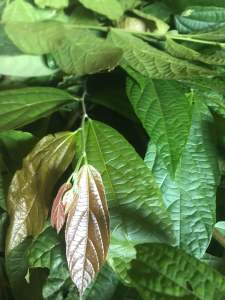 1kg khô Trả Bòn Bọt ( cây bọt cua ) dùng cho người đại tràng kém  viêm phù thận  mát gan