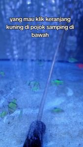 Batu Aerator MULTI L3 Gelembung Udara Aerasi Aquarium Pemberat Selang