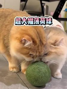 SHENJINGMAO | Oversized Catnip Ball Toy for Cats Play & Relax