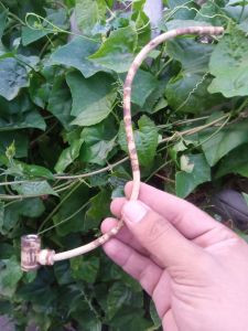 Pipa cangklong bambu model popay