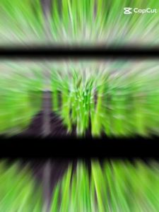 30 hạt)Hạt giống măng tây F1- Hạt giống việt Nam -Cam Kết Nảy Mầm- Dễ trồng thu hoạch quanh năm