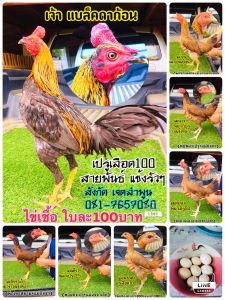 ไข่เชื้อ พม่า/เปรู. สายพันธุ์แข้งรัวๆ นำเข้ามาเพื่อพัฒนา ความเร็วและการออกแข้งรัวๆให้กับพม่า. ราคาใบละ 100 บาท 081-7657080