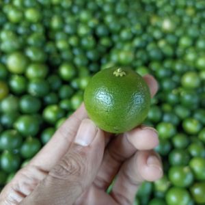 Jeruk Sonkit Jeruk kasturi Jeruk Lemon cui 500g