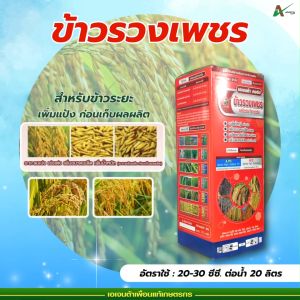 ข้าวรวงเพชร ลมเบ่ง เร่งสุก เพิ่มน้ำหนัก เอเจนต้า คอร์ป สร้างแป้งข้าว เมล็ดแกร่ง ไม่ลีบ ไม่หัก ใช้ก่อนเก็บผลผลิต