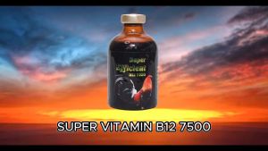 B12 7500 CHAI 100ML - TĂNG BO TĂNG NƯỚC MÁU GÀ ĐÁ KHÔNG NÓNG GÀ.
