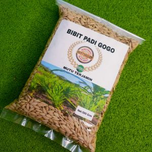 BENIH PADI GOGO Super unggul