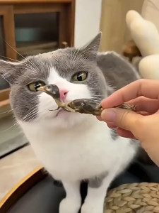 鹌鹑冻干猫零食猫咪零食增肥发腮生骨肉磨牙补钙宠物狗狗成幼猫粮