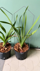 Địa Lan Cym. Golden Vanguard Emperor 4N Hoa Vàng Tuyền Đột Biến Hoa To Thơm Lâu