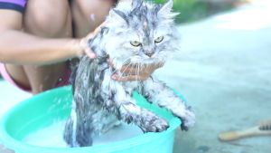 Pet Shampoo (Dogs & Cats) - Moisturizing & Gentle (Madre de Cacao) 2-in-1 1 Gallon (Free Brush)