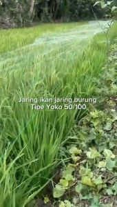 Jaring Ikan & Jaring Burung Tipe Yoko 50/100