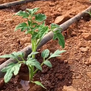 500/1000m/Roll Φ16mm 1-Hole Agriculture Drip Irrigation Tape Fruit Tree Streamline Seepage Pipe Garden Water Saving Drip Hose