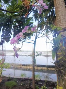 BIBIT TANAMAN BUNGA ANGGREK/BERKUALITAS
