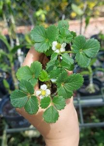 Combo 06 cây MÔ LY mích giống