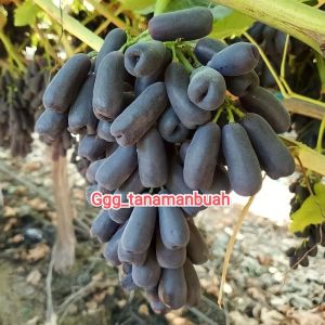 Bibit Anggur Moondrop Asli super Grafting Unggul cepat berbuah