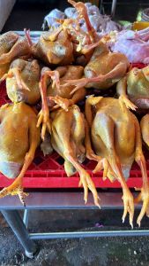 Fresh HARD Strong CHICKEN