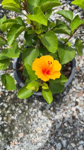 ชบาญี่ปุ่นสีเหลืองส้ม ดอกเล็กตะมุตะมิ ชบาแคระ Hibiscus Petite Orange