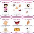 MY 5 SENSE Laminated Flashcards, 9 PCS Educational Flashcards for Kids, Toddlers, Preschoolers. 