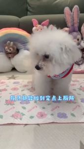 COCOYO Sakura Pet Training Pads for Pets (S/M/L) (Improved Formula) - Highly Absorbent Leak-Proof Pee Pad