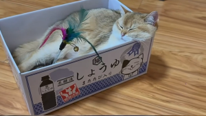Cat Box Scratcher Toy Scratch Board Mikan Japanese Style Simple House Bed cardboard nest resting hide Corner nail triming long lasting compact eco friendly non toxic