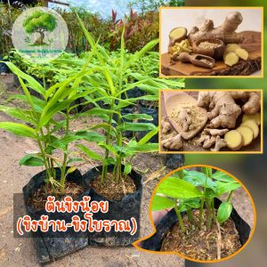 ต้นขิงน้อย(ขิงบ้าน-ขิงโบราณ)แพ็ค2ถุง159บาท เป็นพืชล้มลุก และเป็นพืชสมุนไพรพื้นบ้าน ปลูกง่าย ดูแลง่าย กินได้ตอลดทั้งปี แตกยอกในช่วงฤดูฝน ใบมีกลิ่นหอม มีรสชาติเผ็ด สรรพคุณมากมาย
