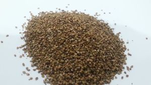 (Combo 10 gói) Hạt giống cỏ lá gừng dễ trồng nảy mầm nhanh (500 hạt/gói)