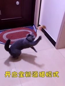 ปลอกคอล่อแมว เล่น ไม้ตกแมว/ไม้ตบแมว ปลอกคอเเมว/ของแมว ของใช้แมว ซิลิโคนนิ่ม สวมใส่สบาย