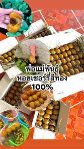 พ่อแม่พันธ์ุหอยเชอร์รี่สีทอง