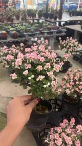 ต้นดอกซากุระ หรือ ปะการังด่างชมพู Pailulacaria afra var.foliis-variegatis   เป็นไม้นำเข้าหายากสวยและมีคอนเซปไม่เหมือนใคร จัดใส่กระถางที่โดดเด่น  ให้น้องๆ ออกมาสวยๆ  และบ้านของคุณมีมุมโปรด  🌷🌷วิธีการดูแล  ต้นนี้เป็นตระกูลไม้อวบน้ำ ซึ่งขยายพันธุ์โดนฝยกสรป