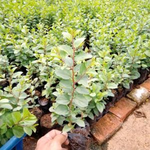 promo 5pcs bibit bidara arab asli /bibit pohon bidara arab super murah / pohon bidara asli