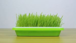 GATA Cat Grass Set Soiless Water Planting wheat DIY plant Hairball control Biji Benih Pumput Kucing
