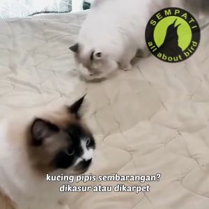 Sempati Penetral Bau Penghilang Bau Pesing Pup Poop Pipis Kucing Kandang Kucing Anjing Kelinci Pet Odor Remover Pewangi Pasir Gumpal Kucing