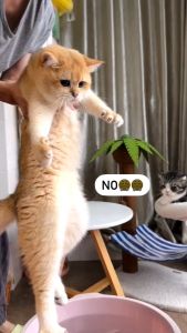 3 In1 Steamy Brush For Cat Electric Spray Pet Brush 2 Color Available For Pet Grooming