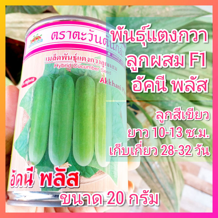 เมล็ดพันธุ์แตงกวา อัคนี พลัส ตราตะวันต้นกล้า ผลดกกรอบ