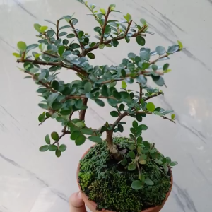 Cây sam núi trái bonsai mini để bàn hoặc làm tiểu cảnh