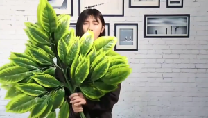 24 pcs mango leaf /bamboo leaves suitable for interior landscaping and decor for weddings parties and family gatherings