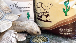 INCH-GOLD Original Tortoise Feed Special Desert Formula for Strong Shells & Balanced Nutrition Tortoise Food Premium Tortoise Feed Natural Land Tortoise Feed 陆龟粮 干旱型 森林型陆龟粮