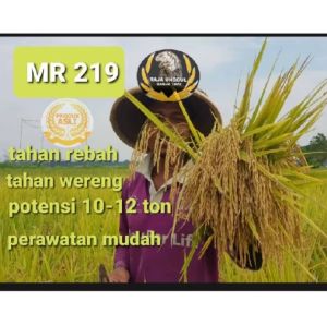 BENIH YANG PADI MR 219 SUPER UNGGUL BERKUALITAS ORIGINAL 5KG